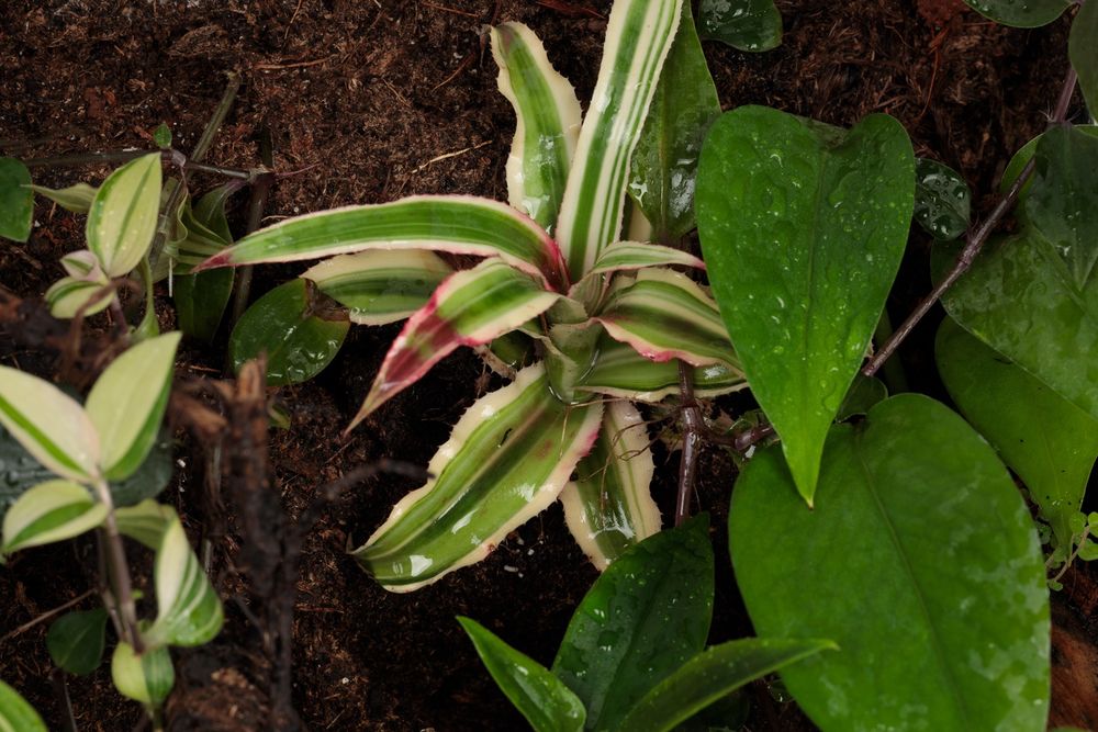 Terrarium gekon paludarium vivarium