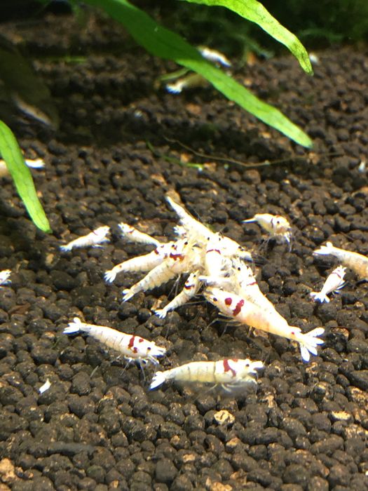 Krewetki caridina crystal red PRL