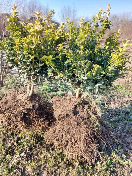 Продається самшит