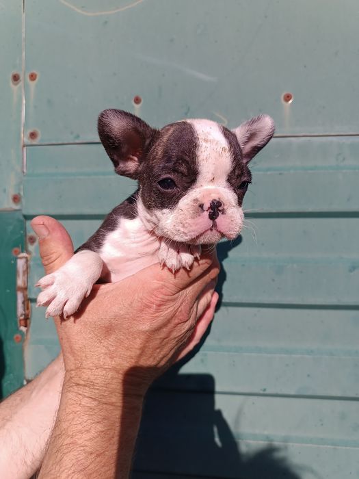 Миловидні Французи різних кольорів з доставкою до вас