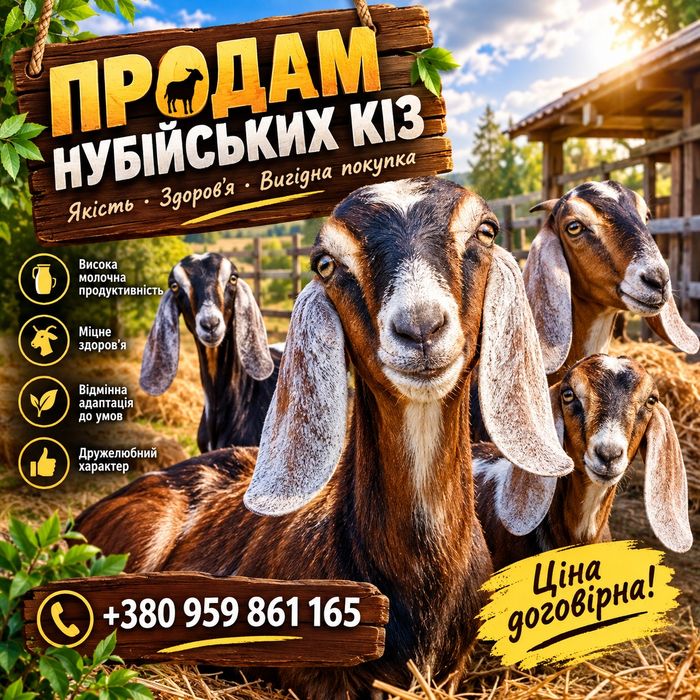 Нубійські кози продаж