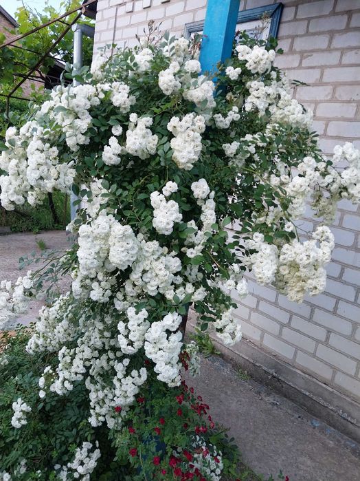 Роза вьющаяся белая