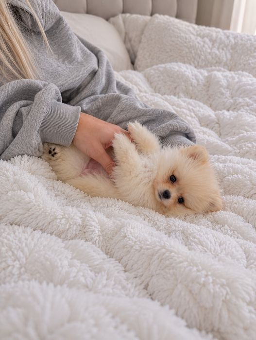 Pomeranian chłopak mini