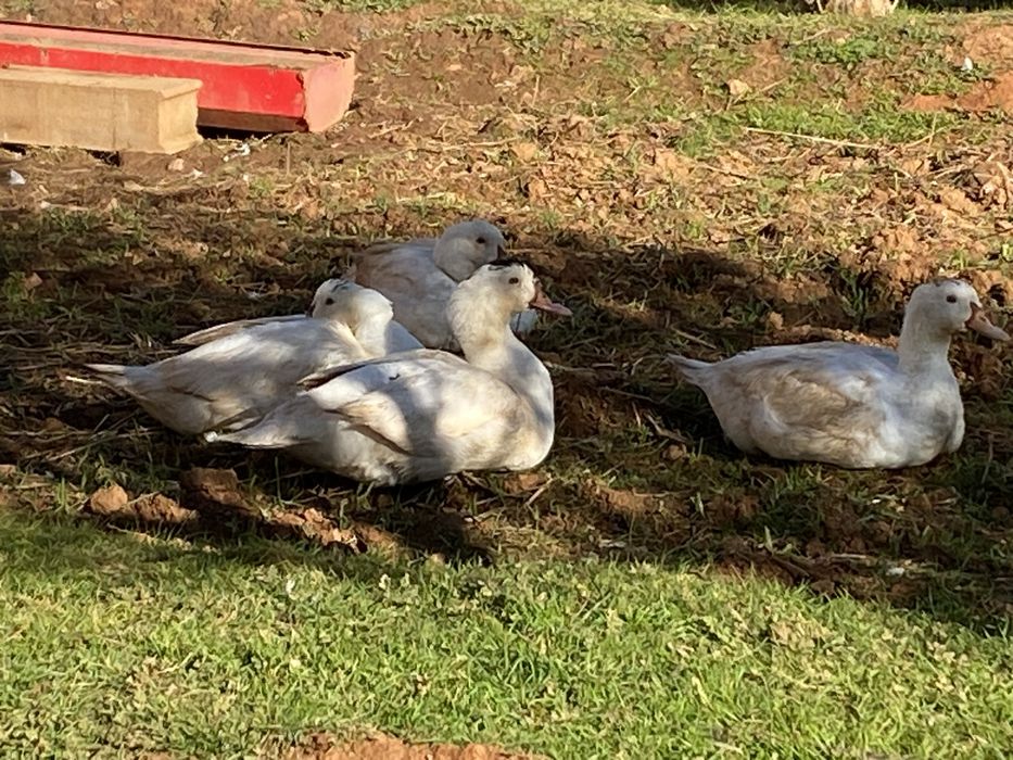 Aves de Quinta,.saudaveis e de boa qualidade