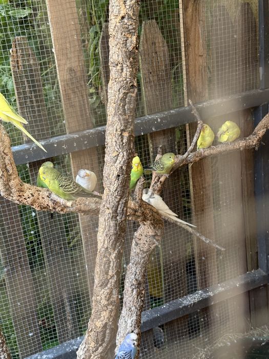Piriquitos australianos