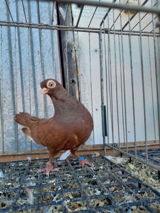 Masciuchy gołębie ozdobne