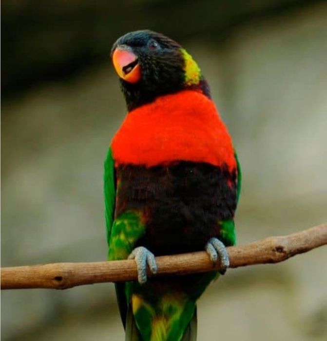 Loris Forsteni para acabar de criar a mão