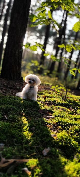 Вʼязка мальтезе , болонка, шукаємо дівчинку.