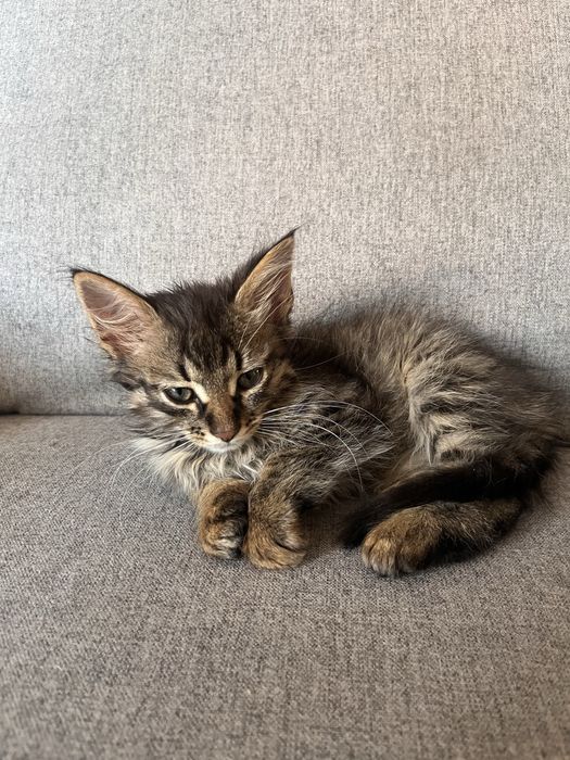 Дуже миле котеня хлопчик