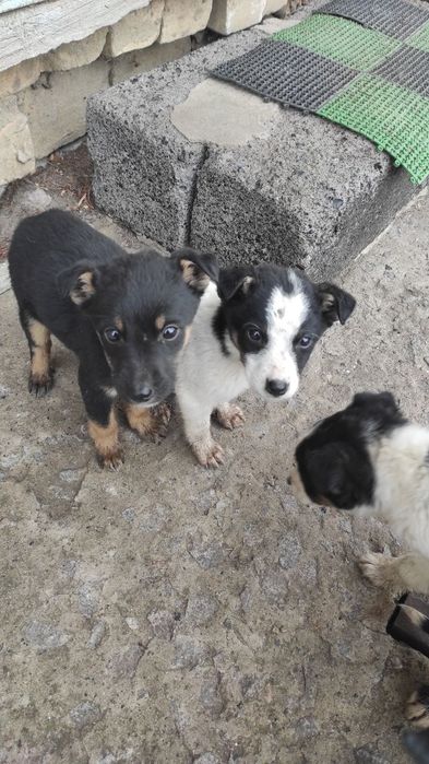 3 цуценя віддамо люблячій родині