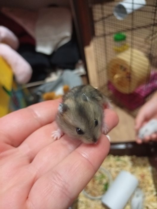 хом'як джунгарський