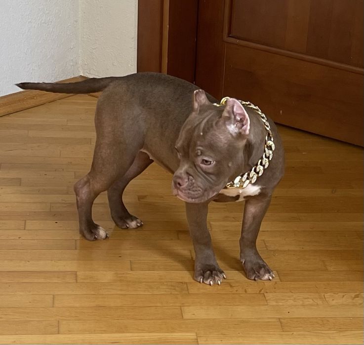 Американский Буллі