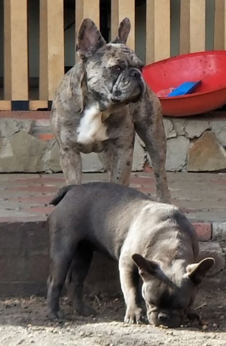 Вязка ,продажа французский бульдог, шпиц,чихуахуа