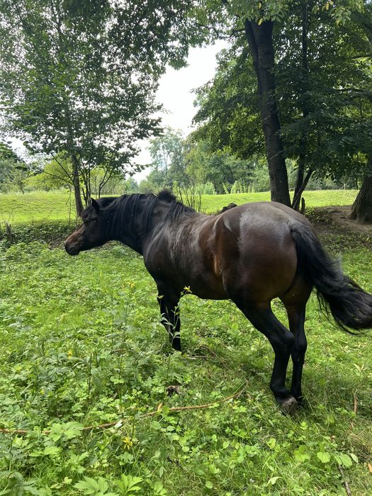 Продаю кобилу 5 років