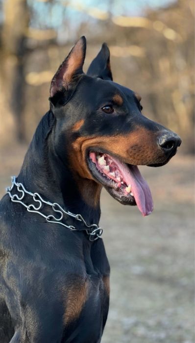 Вʼязка добермана