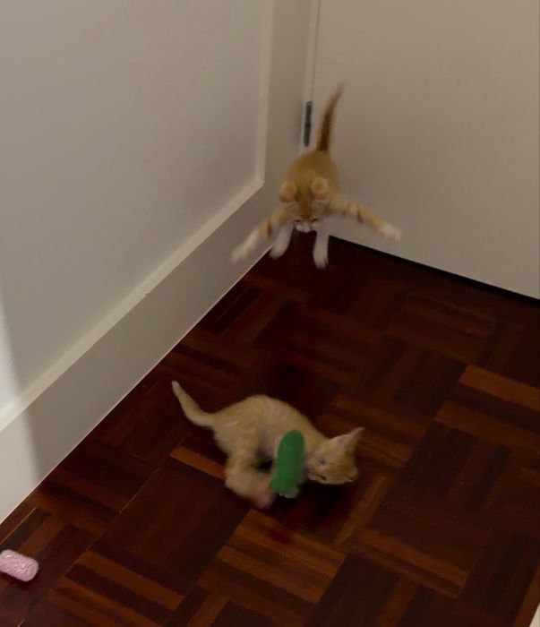 Gatos laranja para adoção  (1 femea e 1 macho)