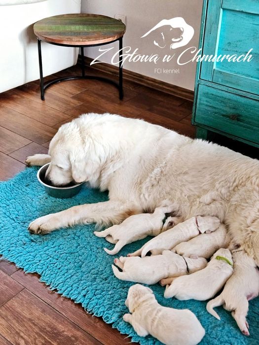 Owczarek podhalański SZCZENIAK  REZERWACJE  WIOSNA 2026