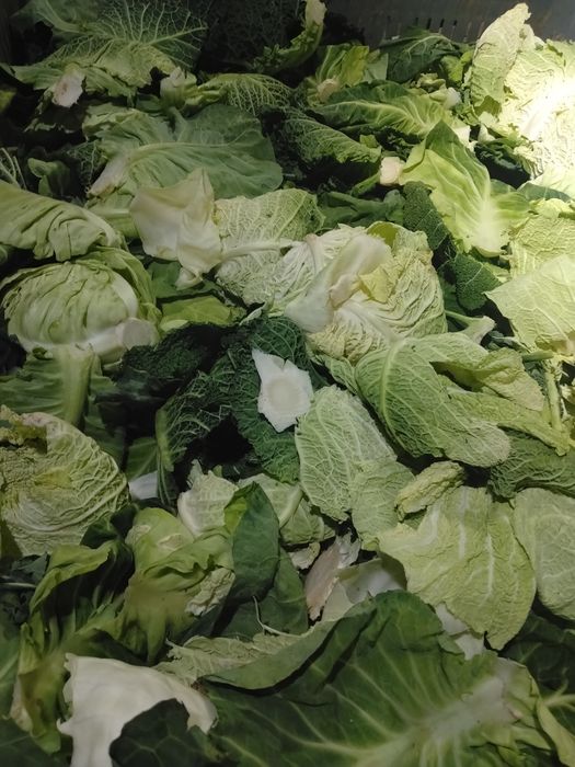 Folhas de couve para animais