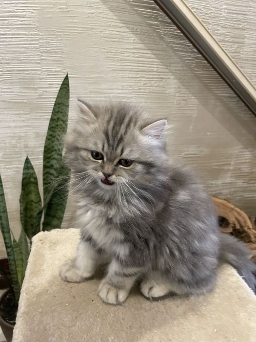 Милейший красавчик!