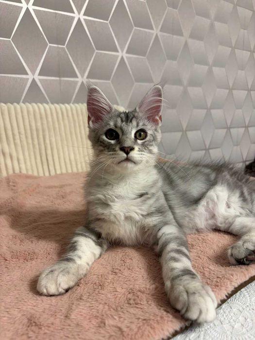 Rasowy kotek Maine Coon z rodowodem FPL– gotowy do zmiany domu!