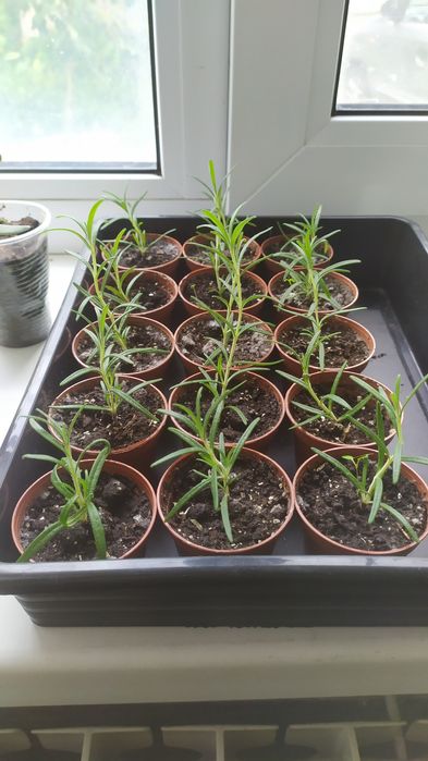 Розмарін, розмарин