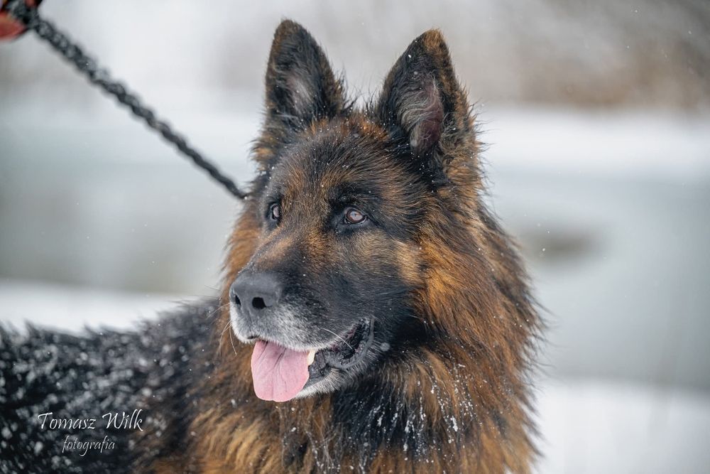 BOHUN - owczarek niemiecki do adopcji