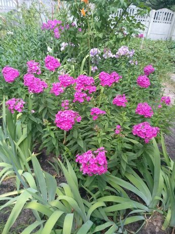 флоксы многолетник