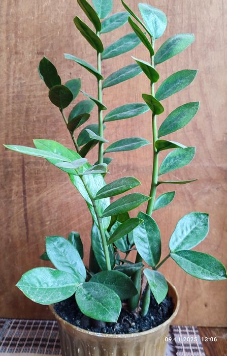 Заміокулькас (доларове дерево)