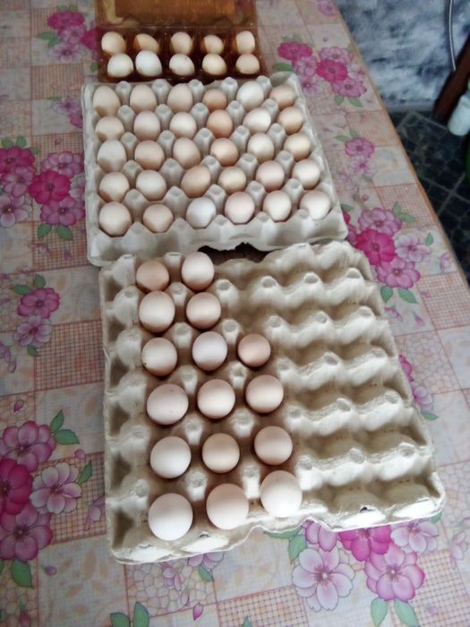 Бетманки карликові кури