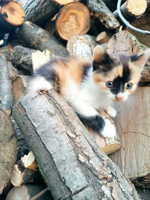 Кошенята милі , грайливі