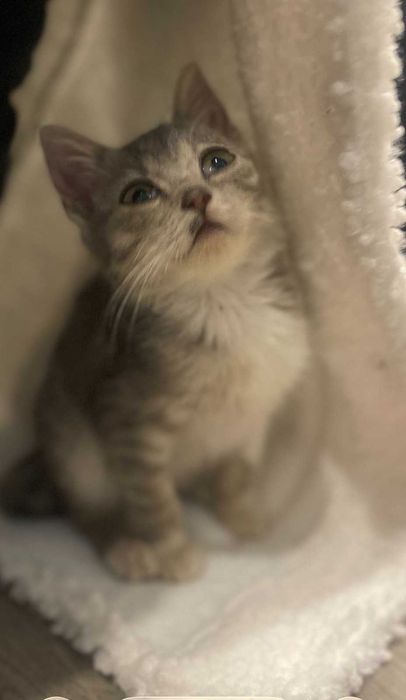 Киця, кошеня 2,5місяці