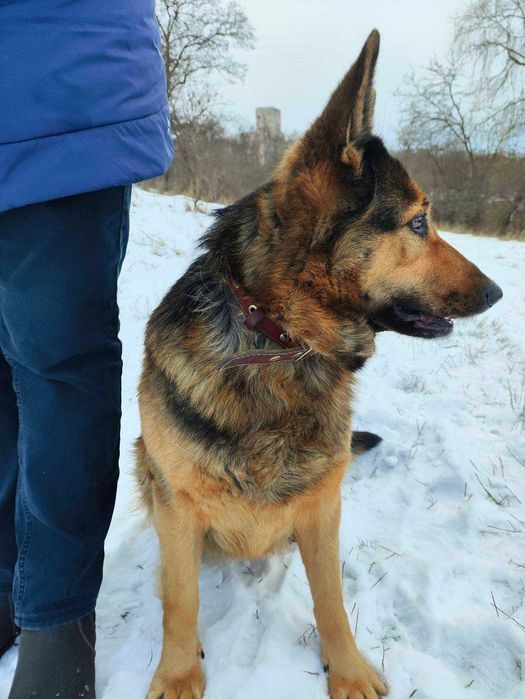 Сука німецької вівчарки безкоштовно