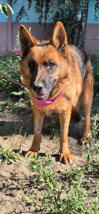 Owczarka szuka serca na ostatnią drogę