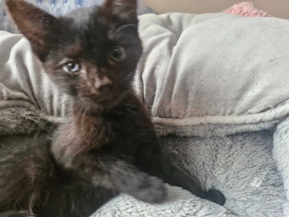 Zwierzęta koty do adopcji