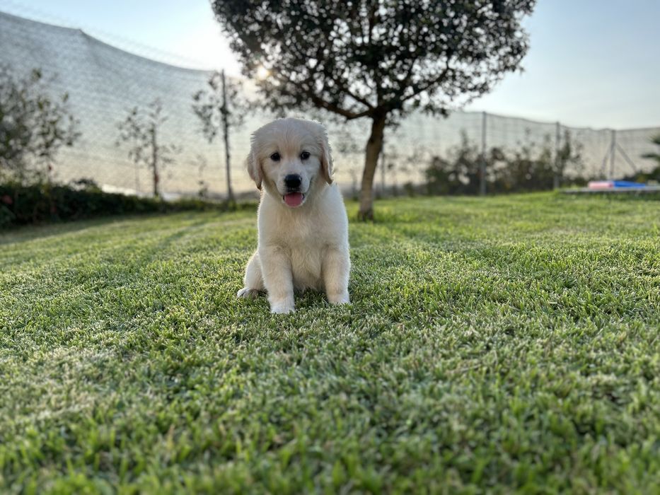Golden Retriever macho
