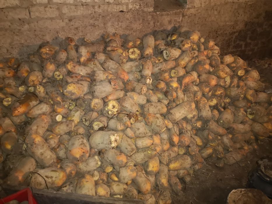 Buraki pastewne żółte