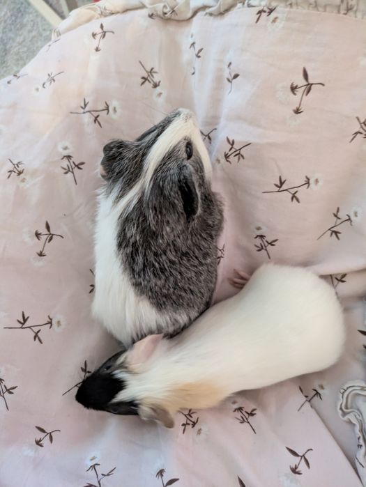 młode małe świnki morskie samczyki samce świnka morska samiec