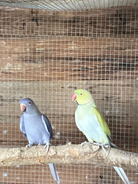 Disponivel todo o meu plantel de aves