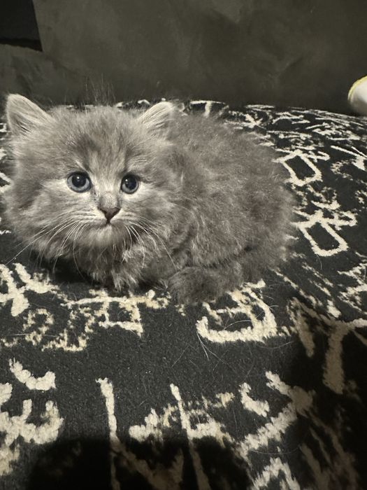 Котенок девочка.