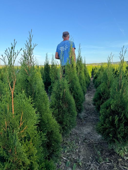 Tuja GOLD szmaragd 100-120cm Thuja Gold