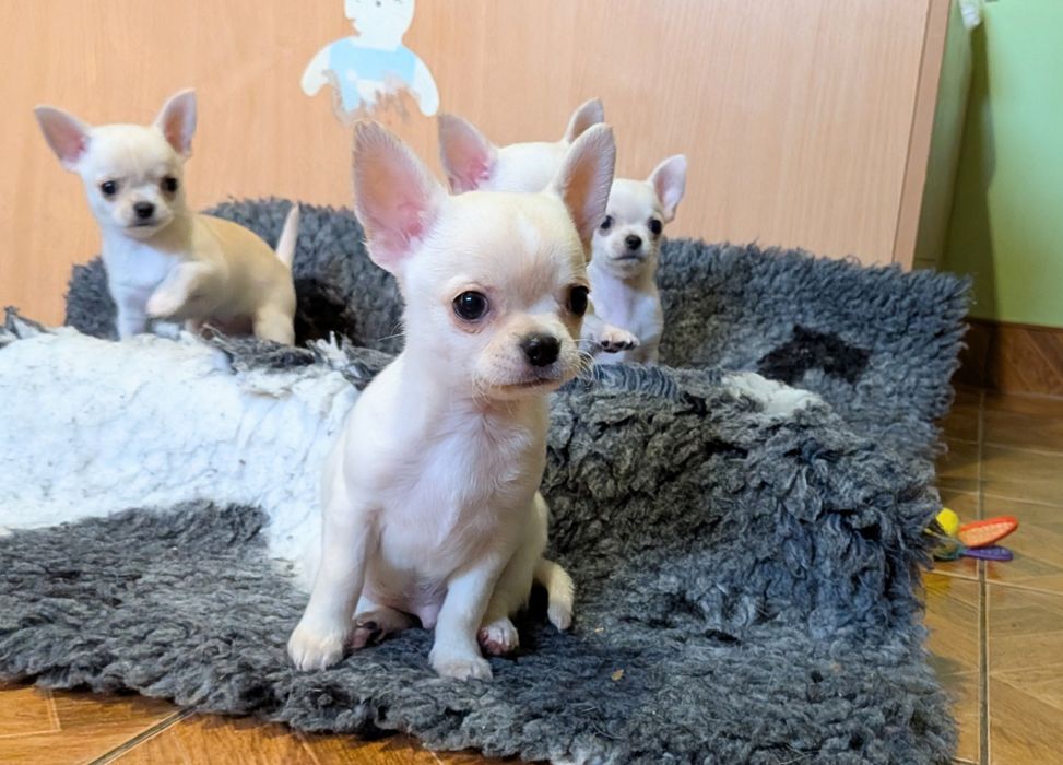 Chłopczyk chihuahua FCI