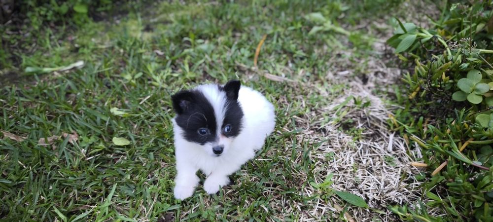 Spitz alemão anão femea Lulu da Pomerânia criado em ambiente familiar