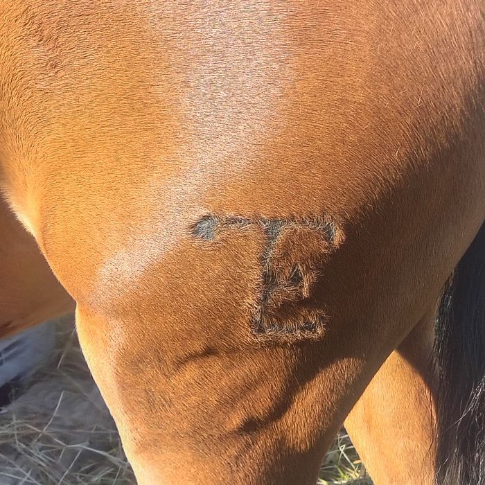 Vendo ou troco 1 égua 1 um poldro