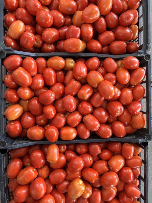 Tomate  criado em ar livre
