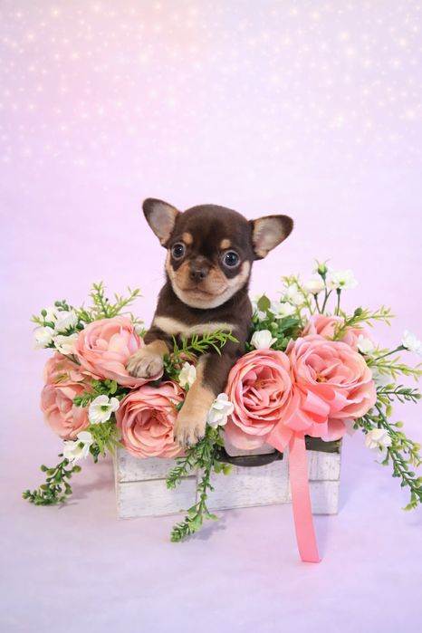 Czekoladowa suczka podpalana