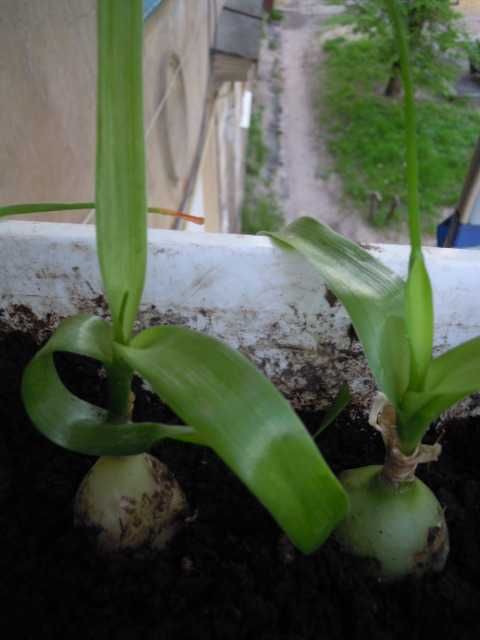 индийский лук -2 и золотой ус Лечебный