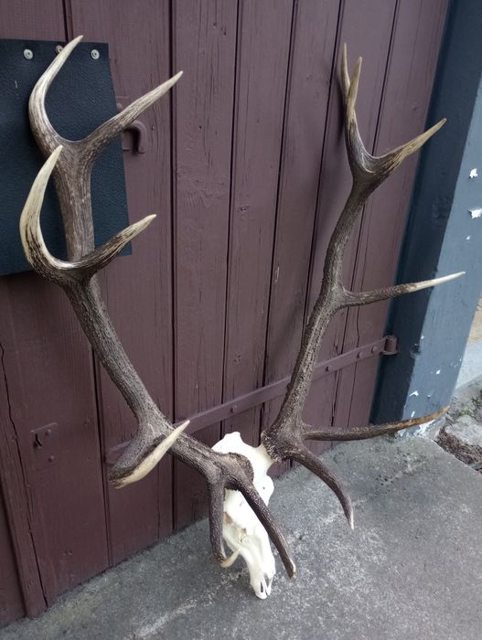 Poroże jelenia - wieniec 14-tak 8,50 kg
