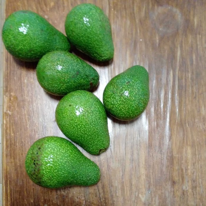 Vendo abacates   da arvore