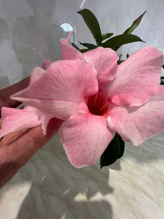 Дипладения CREAM PINK