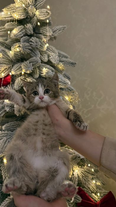 Британське кошеня